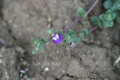 Hygrophila serpyllum